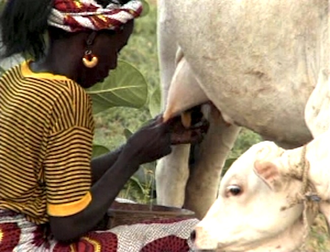 Ɓiroowo, ɓeynge e nyalahol — La femme, la vache et le veau. Ferlo. Senegal